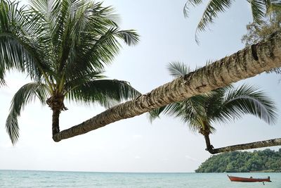 Palm trees by sea against sky