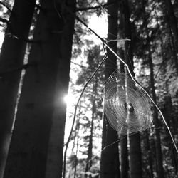 Low angle view of sunlight streaming through tree