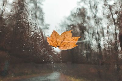 Close-up of maple leaf on water against sky