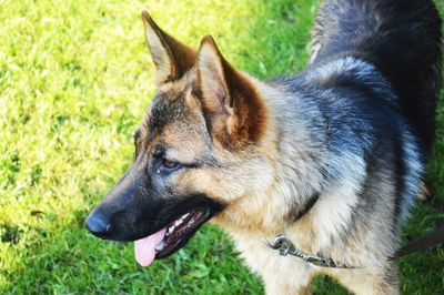 Close-up of dog on field