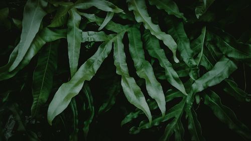 Full frame shot of fresh green plant