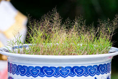 Close-up of potted plants in yard