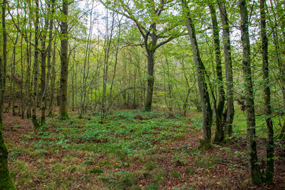 Trees growing in forest