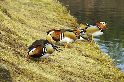 Close-up of ducks by lake