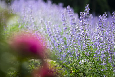 Close-up of purple flowering plants on field