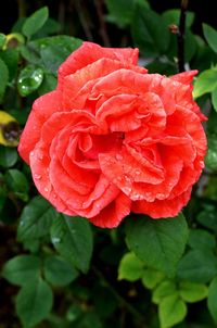Close-up of wet red rose blooming outdoors