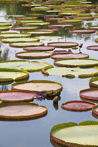 Scenic view of reflection in water