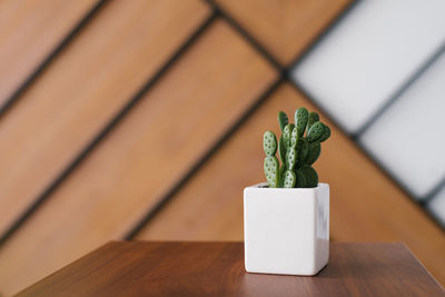 Artificial cactus in a white pot in the decor of the desktop in the office with a copy space