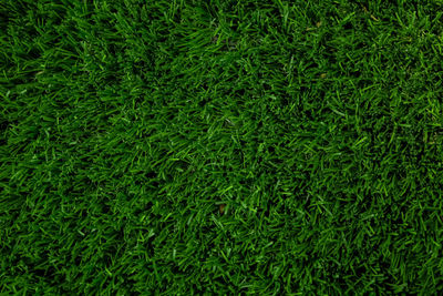 Full frame shot of green grass