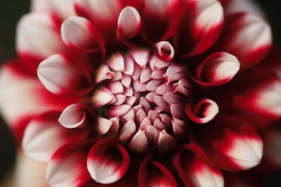 Petals of red blooming dahlia