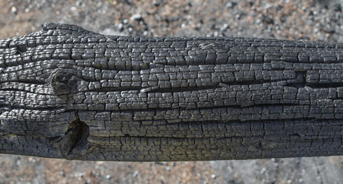 Close-up of lizard