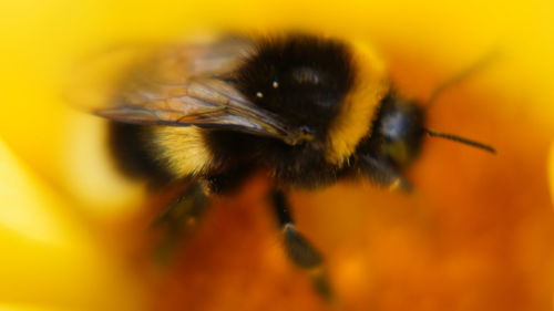 Close-up of bee on yellow flower