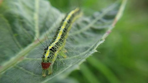 Close-up of insect on leaf