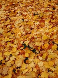 Full frame shot of maple leaves