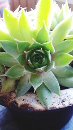 Close-up of succulent plant