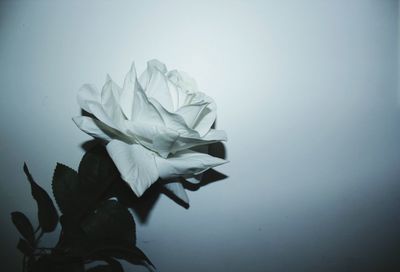 Close-up of flowers over white background