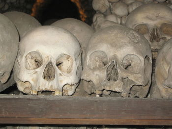 Close-up of skulls on shelf