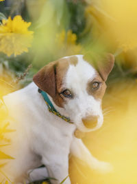 High angle view portrait of dog