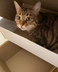 Close-up portrait of a cat