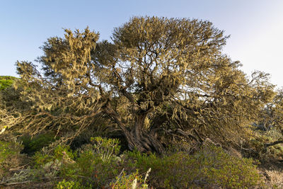 Tree in field against clear sky