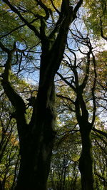 Low angle view of tree against sky