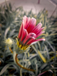 Close-up of red flower blooming outdoors