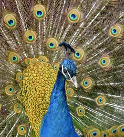 Close-up of peacock