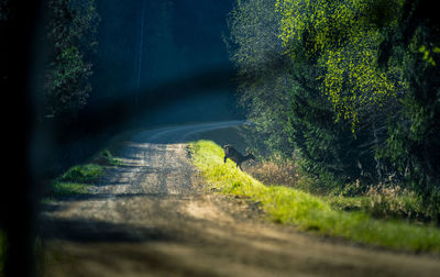 Surface level of road amidst trees in forest