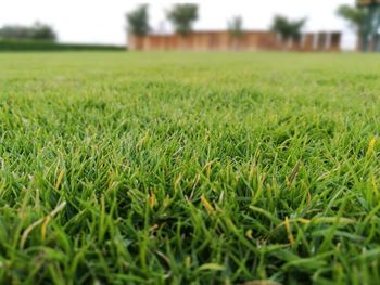Scenic view of grassy field