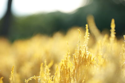 Close-up of plant on field