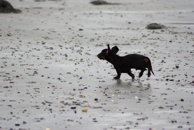 Dog on beach