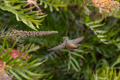 Close up view of an allen's hummingbird