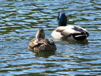 Duck swimming in lake