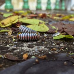 Close-up of snail on land