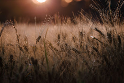 Close-up of wheat growing on field against sky