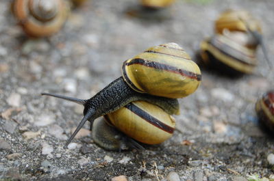 Close-up of insect