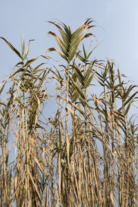 Low angle view of stalks against clear sky