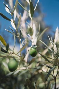 Close-up of fruit growing on tree