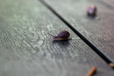 High angle view of snail on table