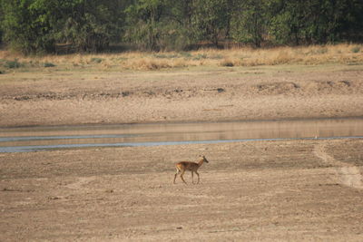 Side view of a horse on land