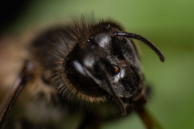 Close-up of bee