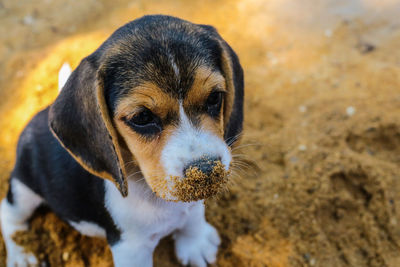 Close-up portrait of a dog