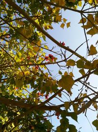 Low angle view of tree