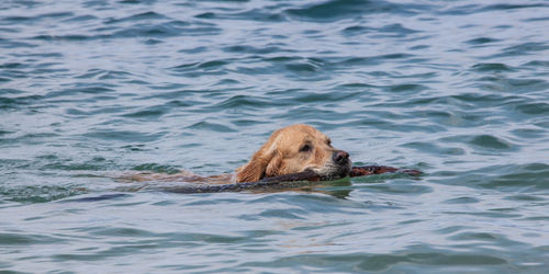 Dog swimming in sea