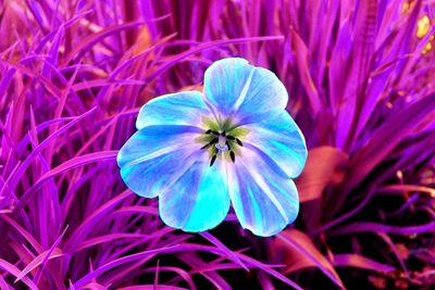 Close-up of purple flowers