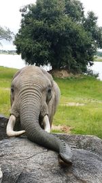 View of elephant in zoo