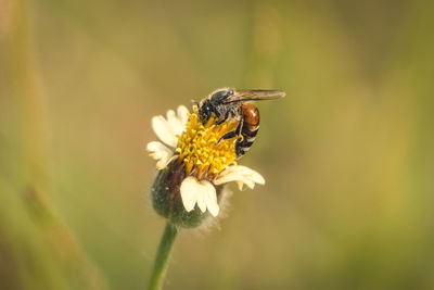 Close-up of bee pollinating on flower