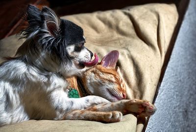 Dog resting at home