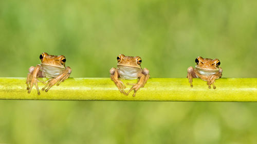 Close-up of frogs on stem