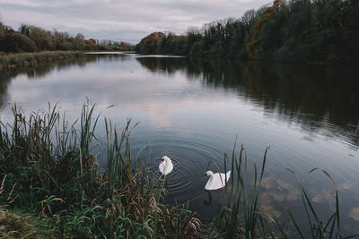 Swan in lake